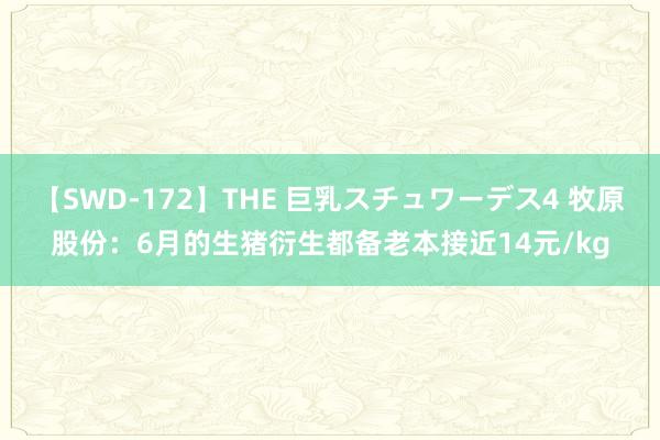 【SWD-172】THE 巨乳スチュワーデス4 牧原股份：6月的生猪衍生都备老本接近14元/kg